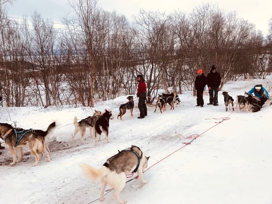 Abisko Dog Sledding